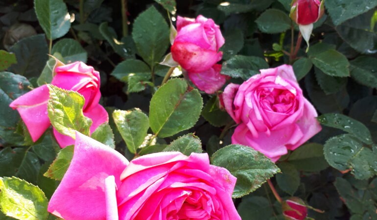 Edelrose