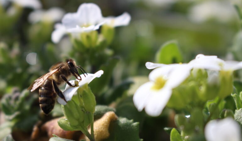 Der Frühling ist da
